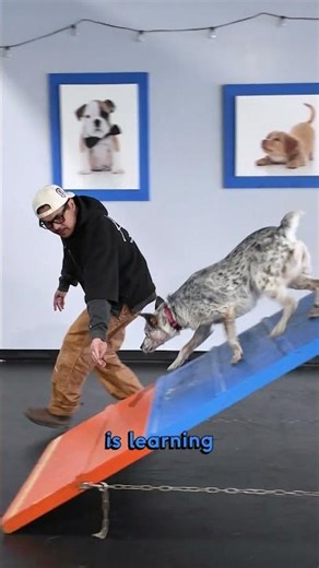 I Tried Agility Training My Dog… Day 3 Results 🤯