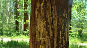 Ancient Slavic Runes on the Tree Wood Forest Sunny Day Stock Video
