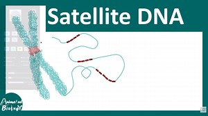 【搬运】分子生物学 卫星DNA | 小卫星和微型卫星DNA | 短串联重复