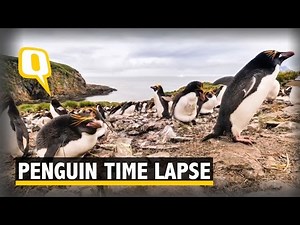 This Time Lapse Video of Penguins is the Cutest Thing You’ve Seen