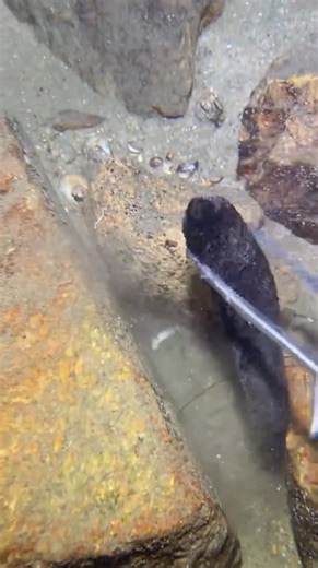 Diving to catch snail and crab 🦀 | Mr.Davith