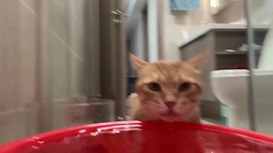 Cat “singing” while drinking water in Zhejiang, China