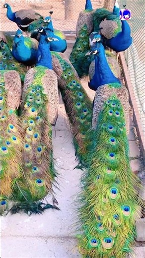 Peacock Speech in English | Inspiring Speech About the National Bird #PeacockInEnglish #peacock