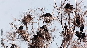 Double Crested Cormorant, Phalacrocorax auritus nesting