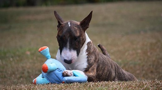 20 Mouthy Dog Breeds (Big & Small Nippy Breeds)