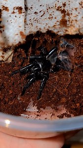 Huge spider unboxing #animals #pets #weirdpets | Spider Facts