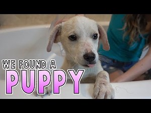 We Found An Abandoned Puppy