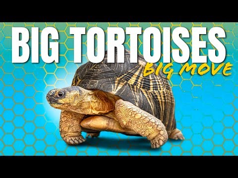 Moving 500 Pounds of Radiated, Aldabra and Galapagos Giant Tortoises!