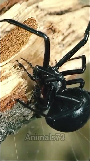 The Black Widow Is More Dangerous Than You Think!