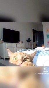 📸 Cat Cam 🐾 | Moonbeams and Mayhem