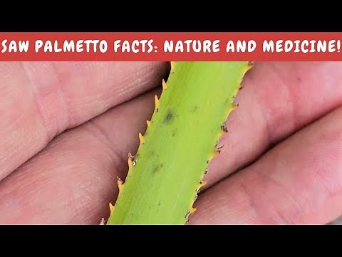 Saw Palmetto: Everything you should know: Natural History and Medical Science!