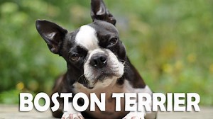 135K views · 1.4K reactions | The Boston Terrier is a small dog, but...