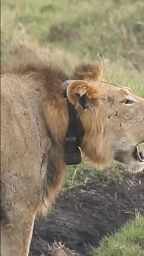 The Unforgettable Sound of the Lion's Roar #wildlife