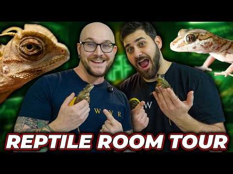 INSANE Reptile Room Tour! Hatching Geckos, RARE Pythons and More!