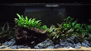 2.5K views · 51 reactions | Check out our Flex 32.5 planted aquarium, featuring beautiful Purple Emperor Tetras! We're adding a bunch of plants to this tank - what kinds would you use?  | Fluval | Facebook