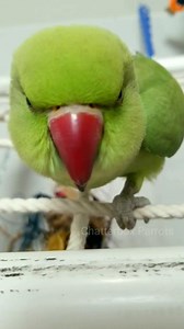 707K views · 14K reactions | What does a Payday candy bar and Kettlecorn have in common? Well Julep of course. The perfect amount of sweet and salty. | Chatterbox Parrots | Facebook