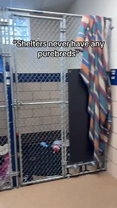 Part 3. Comment below who your favorite purebred is! We are open for adoption from 12-5:30 on 3020 Hillegas Rd Fort Wayne IN! 🐶🐾🦴 #fortwayne #adopt #emptytheshelters #dogsofinstagram #dogs #animalshelter #adoptdontshop❤️ #adoptme #adoptdogs #shelterdogsofinstagram #shelterdogs | Fort Wayne Animal Care & Control