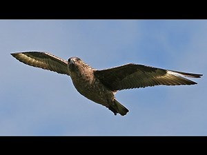 BTO Bird ID - Skuas