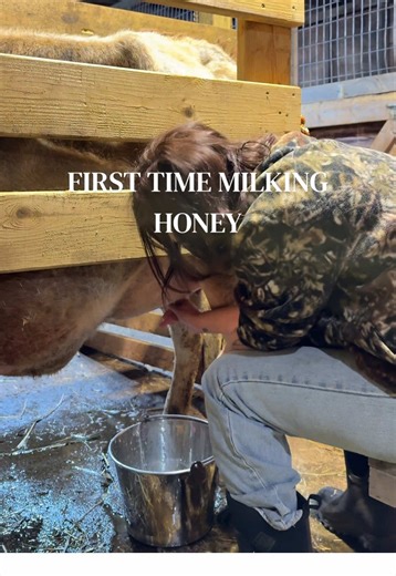 First time milking our jersey heifer, Honey, was interesting 😂 This was about 6 hours after she calved, we were just milking her for relief! #familymilkcow #milkcow #homestead #farmanimals #cows