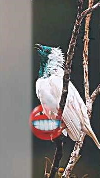 The bird sounds you will never forget 🥶 #birdtalk #birdlanguage #birdawareness