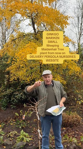 #add WEBSHOP https://pergolanurseries.ecwid.com GINKGO MARIKEN small weeping form of the Maidenhair Tree suitable for small gardens. Fan shaped deep green foliage turns golden yellow in autumn. . Strong pot grown trees ready for planting https://pergolanurseries.ecwid.com ALL IRELAND DELIVERY 🚚 32 Counties Pergola Nurseries Garden Corner, Virginia, Co Cavan “A gardeners oasis of quality plants “ Open Tuesday to Saturday 10.3-5 Open Sundays 2-5 #fyp #grow #gardening #garden | Pergola Nurseries G