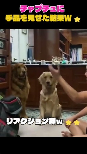 チャウチャウにマジックを見せたら…ｗ