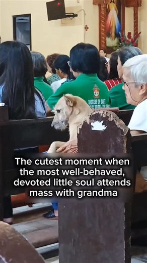 The cutest and purest thing I’ve seen in a long time ❤️ #dogsarefamily #kindnessmatters #fblifestyles 📷 Maye/TT | Jaypee Lobaton