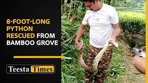 8-foot-long python rescued from bamboo grove in Rajganj | Teesta Times