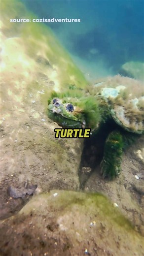 A 1,000-Year-Old Turtle Was Hiding Underwater