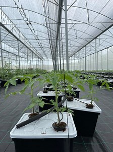 [Hot Item] Auto Irrigating Hydroponic Dutch Bucket for Tomato Cucumber