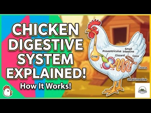 Chicken digestive system