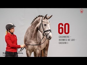 Reitpferdekörung 2024 Katnr. 60 Cashmere - Hermes de Lux - Cassini I