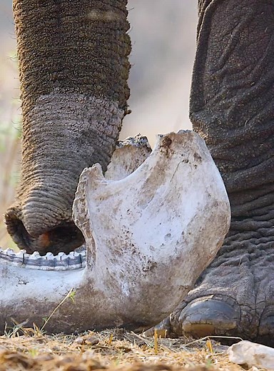 The Elephant Never Forgets: A Heartfelt Connection with Shawnee and Jomo