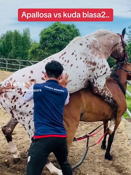 Apallosa vs Kuda Biasa2 | Horse Breeding and Arabians