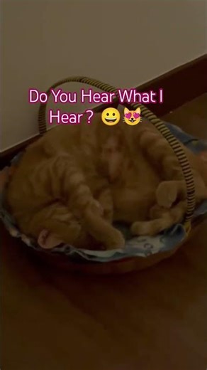 Cat Snore Like Submarine Under Water Noise . #cat #youtubeshorts #foryou #shorts #funnycats