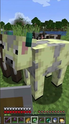 Kühe als End Portal #minecraft #caravas #challenge