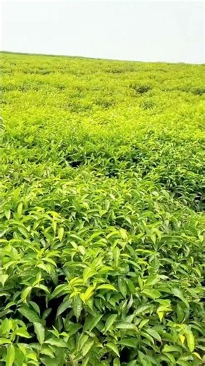 The Hidden Beauty of Burundi 🇧🇮🍃 World Class Tea Plantations