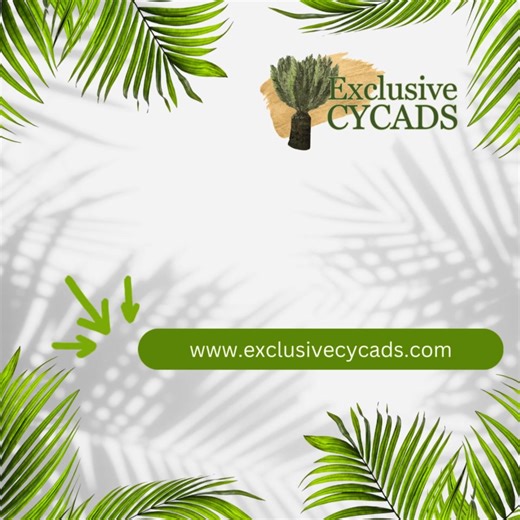 🌿𝗗𝗶𝘀𝗰𝗼𝘃𝗲𝗿 𝗠𝗼𝗿𝗲 𝗔𝗯𝗼𝘂𝘁 𝗦𝗼𝘂𝘁𝗵 𝗔𝗳𝗿𝗶𝗰𝗮𝗻 𝗖𝘆𝗰𝗮𝗱𝘀 Explore our website at www.exclusivecycads.com for essential information on the cultivation, propagation, and natural habitats of South Africa's unique cycads. For more inquiries and pricing, reach out today: 📞 27 81 035 9791 / 27 76 512 9124 📧 sales@exclusivecycads.co.za #exclusivecycadssa #cycad #cycads #cycadnursery #cycadgarden #cycadlovers #cycadpermits #cycadsofsouthafrica #cycadexport | Exclusive Cycads