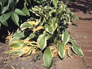 Gardening in the Zone: Hosta Diseases