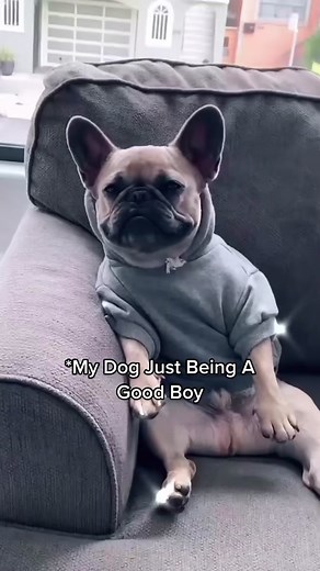Two Personalities: My Frenchie Apollo Banks Bully