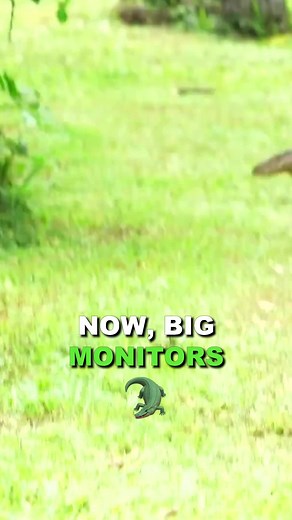 The Most Dangerous Reptiles In The World! | water monitor lizard