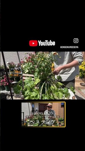 Ranunculus Lux: How to Grow and Care for Them #CarmenKun #GardenChannel #CarmenKunGardenChannel #...