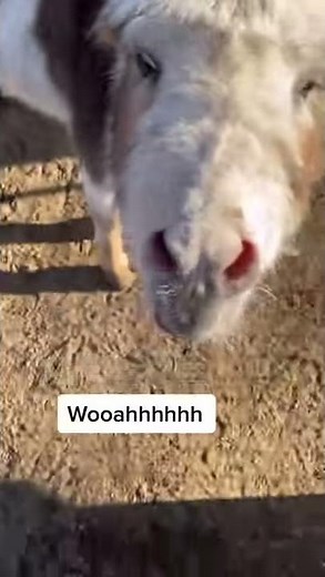 Loud donkey gives neighbors a morning wake up call!