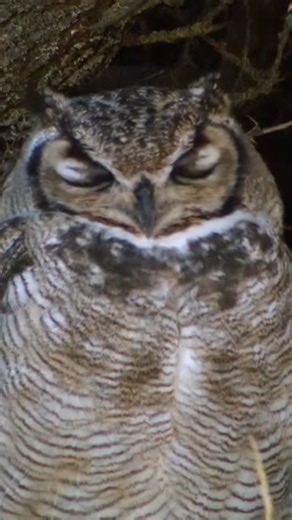 30K views · 379 reactions | Predator Showdown: Owl, Puma, Cheetah, and Lion Battle! | Real Wild | Facebook