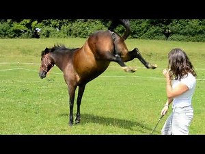 Théorie Galops 1 et 2. Partie 6: récapitulatif règles de sécurité