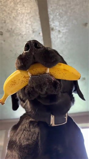 Who won the Chicken or the Banana?