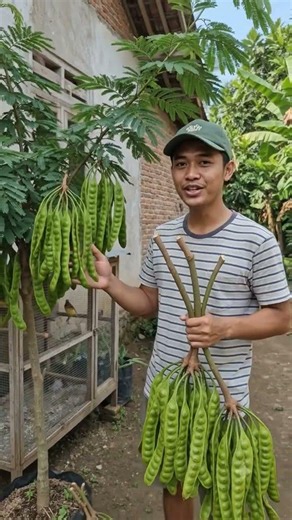 Fast-fruiting stink bean seedlings #hydroponics #superiorplants #plantcultivation #homegarden #ag...
