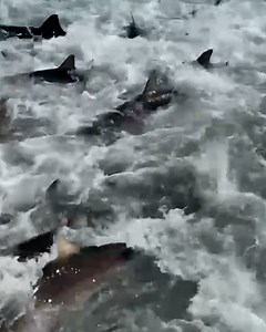 The new Jaws film looks terrifying 😳🦈 | LADbible