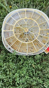 450K views · 7.4K reactions | This Chick Never Hatched, So I Helped... #chickhatching #DIYincubator #peepingchick #animalrescue #eggcare #naturewatch #surprisehatch #petcaretips #curiousnature #incrementaljoy | White House on the Hill | Facebook