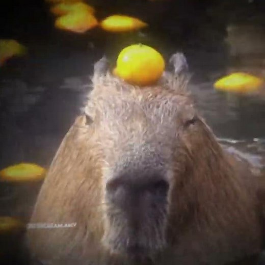 ok i pull up (Capybara)